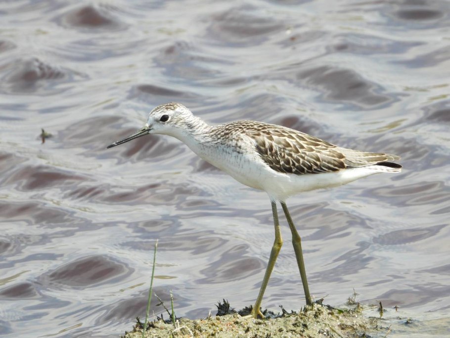 Поручейник прямой