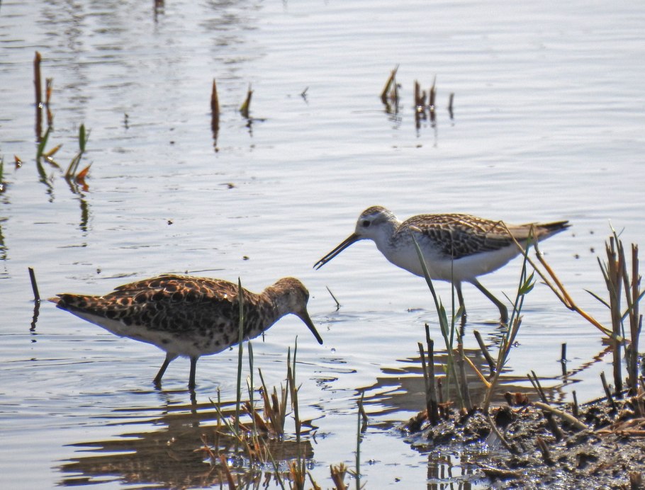 Рыбный Сакрыл