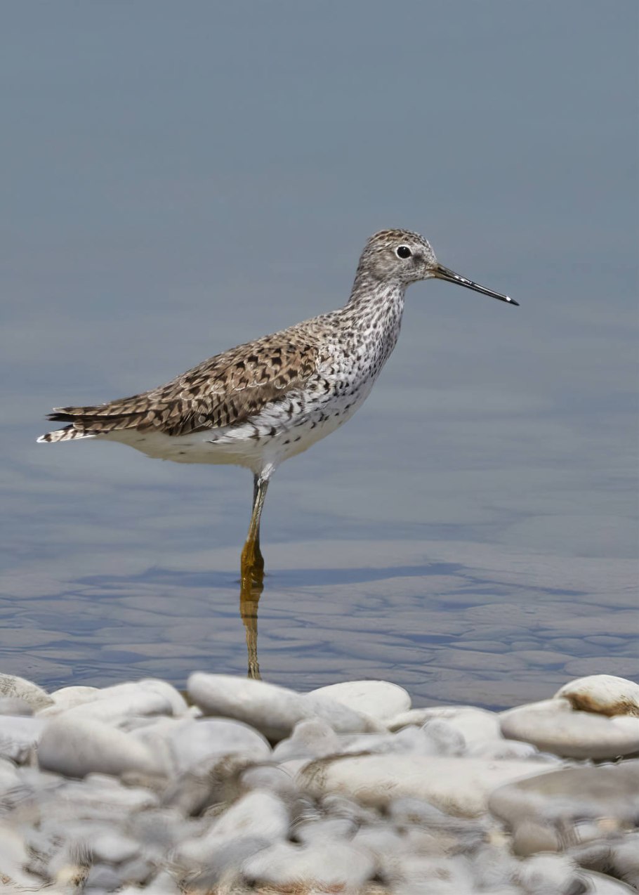 Птица поручейник фото и описание для дошкольников