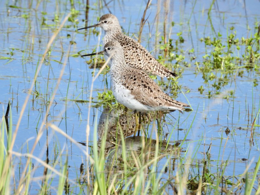 Поручейник птица