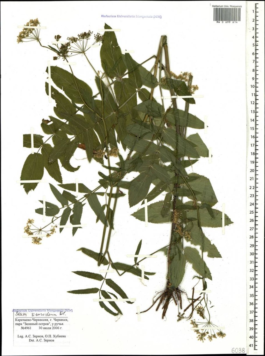 176. Поручейник (Tringa stagnatilis)