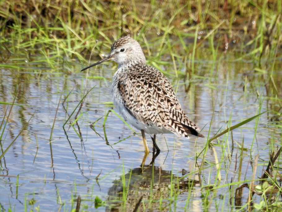Поручейник птица экосистема