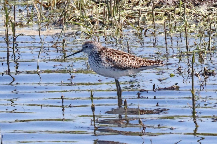 Птица кулик