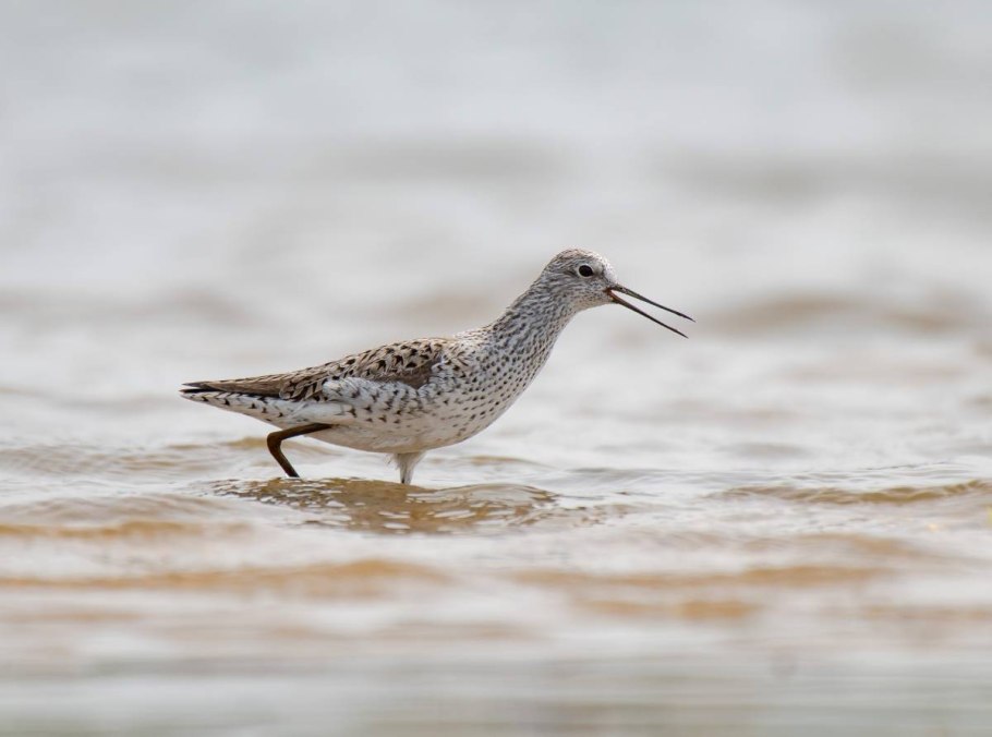 Охотский улит