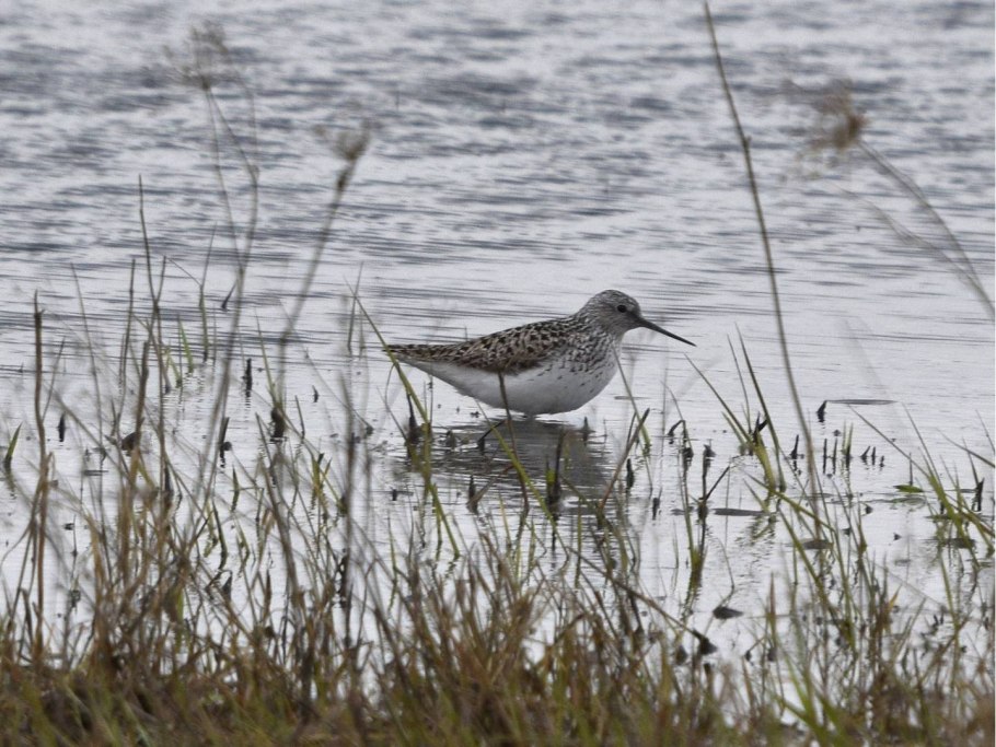 Поручейник приятный