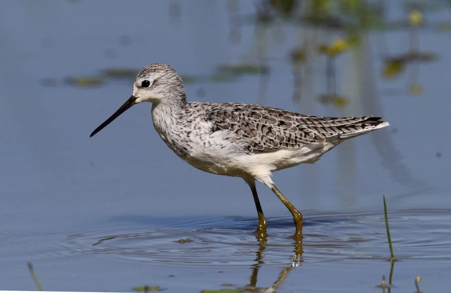 Поручейник широколистный гербарий