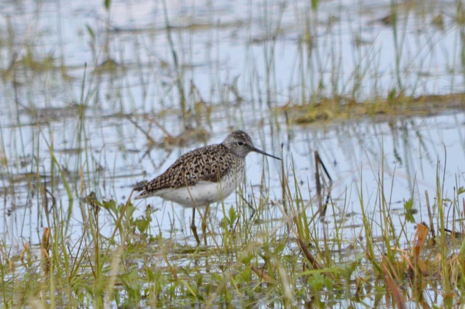 Поручейник птица