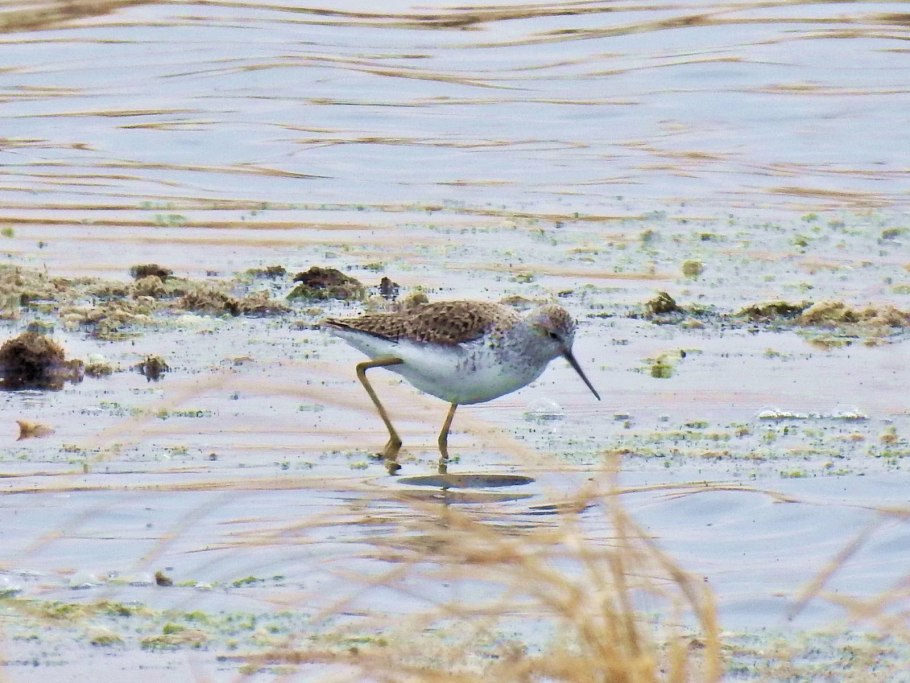 Птица поручейник фото и описание для дошкольников