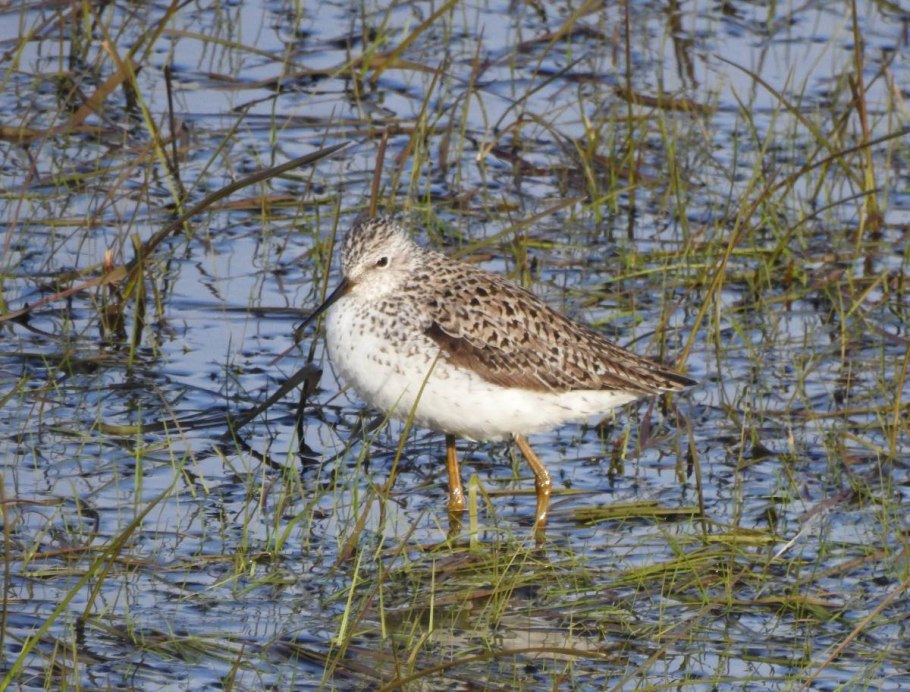 Кулик птица