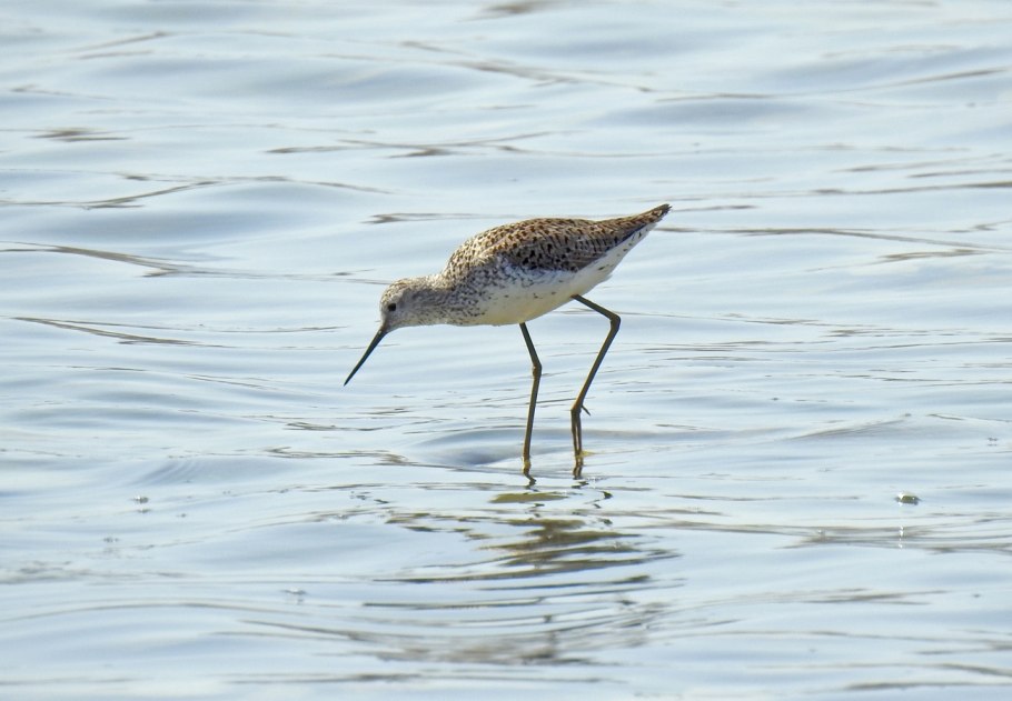 Поручейник птица фото