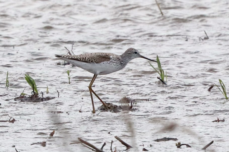 Поручейник самое красивое фото