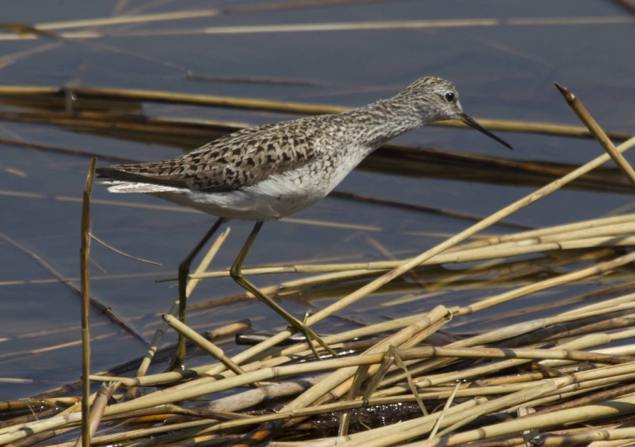 Поручейник птица