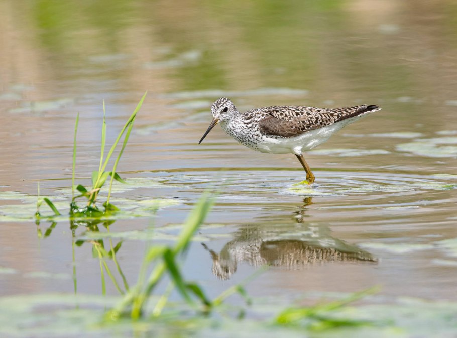Поручейник - Tringa stagnatilis (Bechstein, 1803)