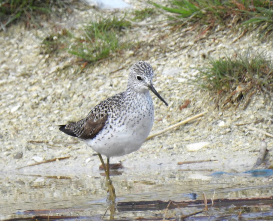 Кулик поручейник