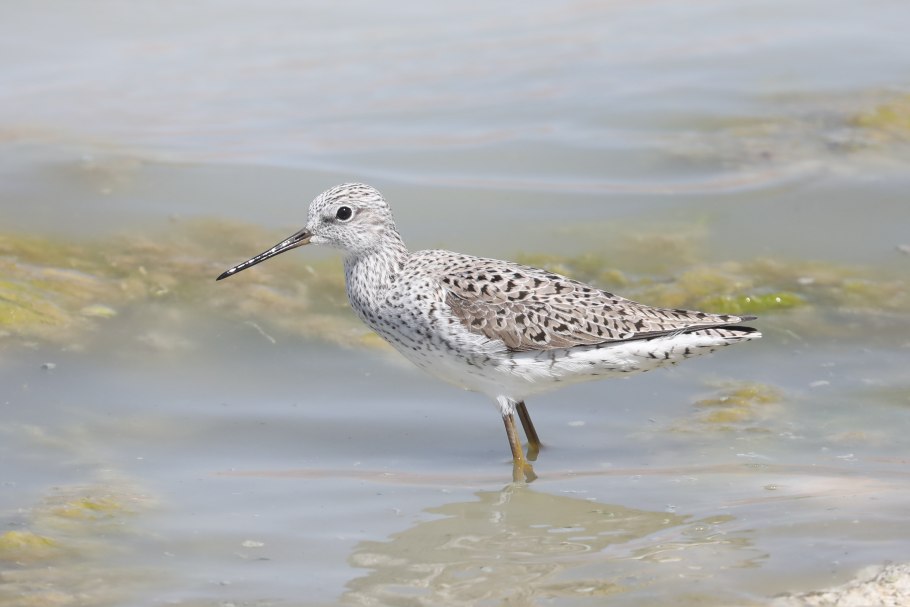 Поручейник фото