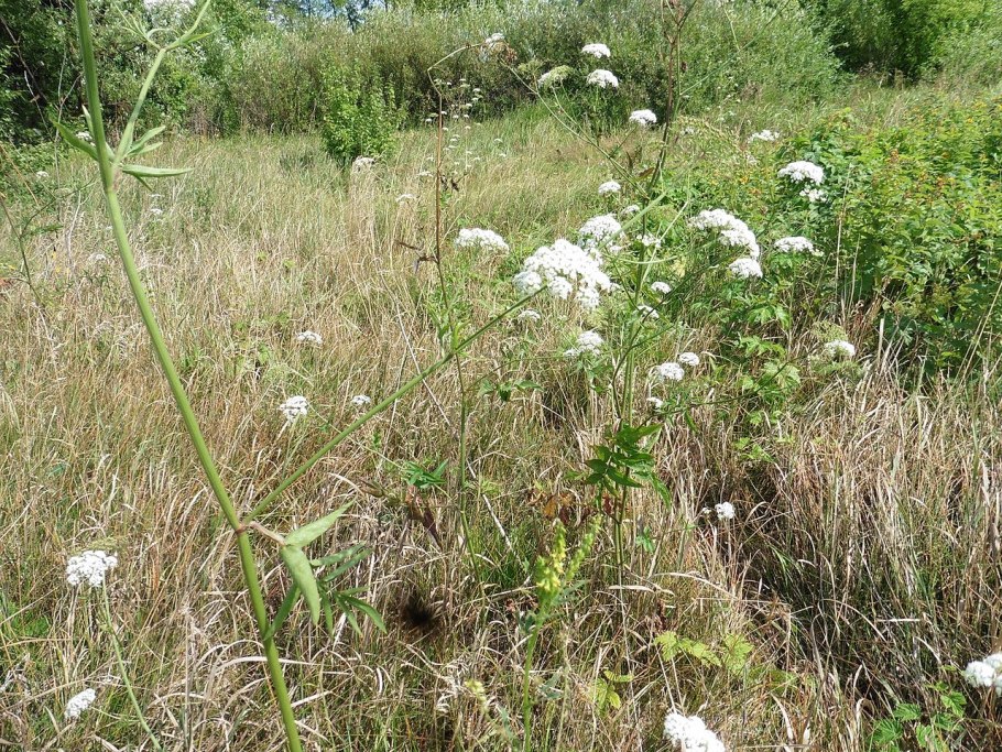 Поручейник растение