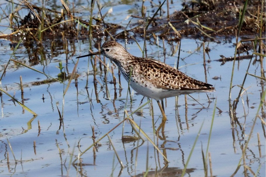 Кулик птица болотная