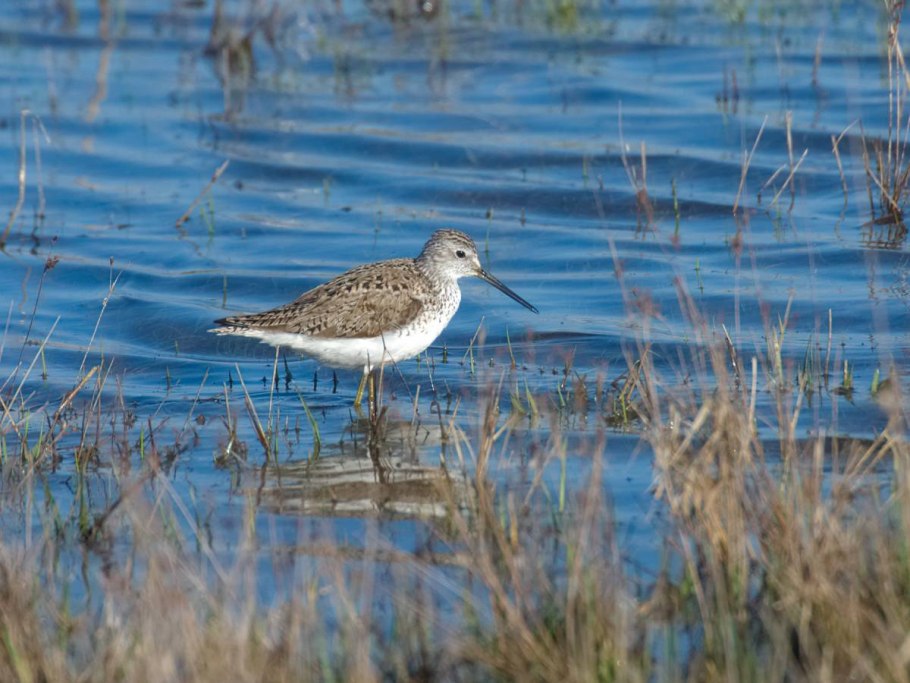 Кулик поручейник