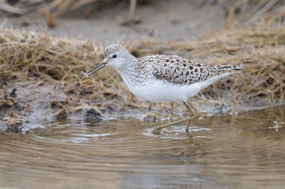 Поручейник птица фото