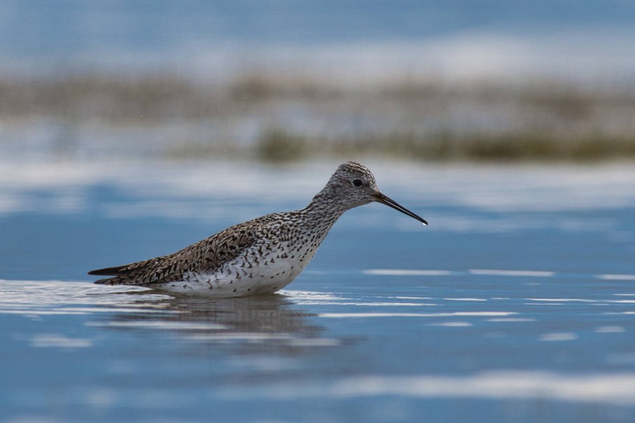 Поручейник птица