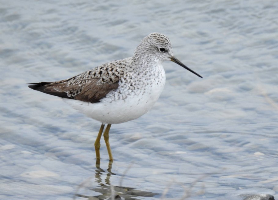 Поручейник широколистный (Sium latifolium l.)