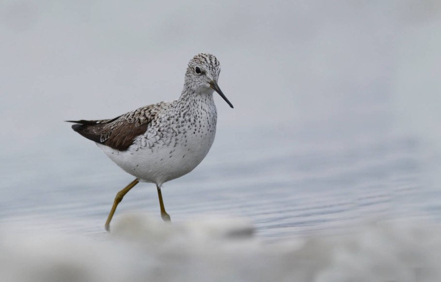 Птица поручейник в Кировской области