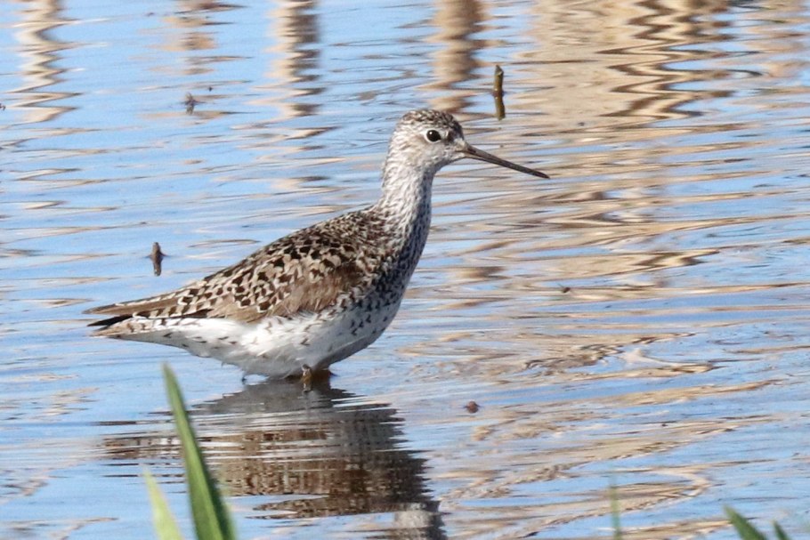 Поручейник широколистный