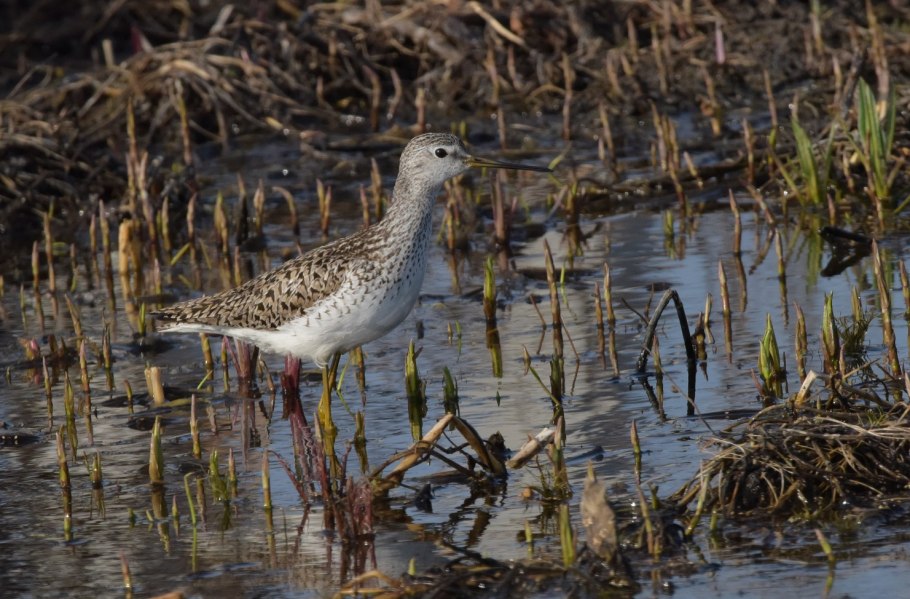 Поручейник в Татарстане