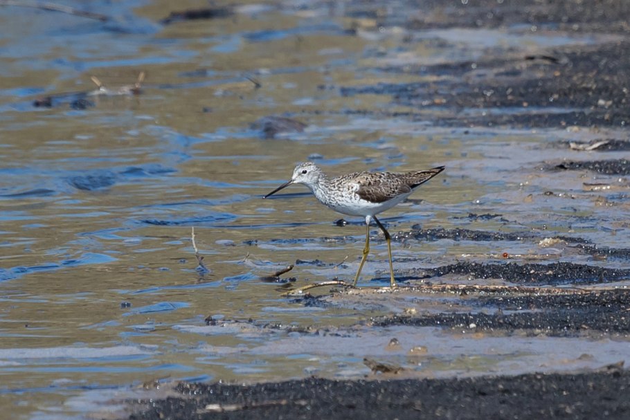 Поручейник сахарный (Sium sisarum l.)