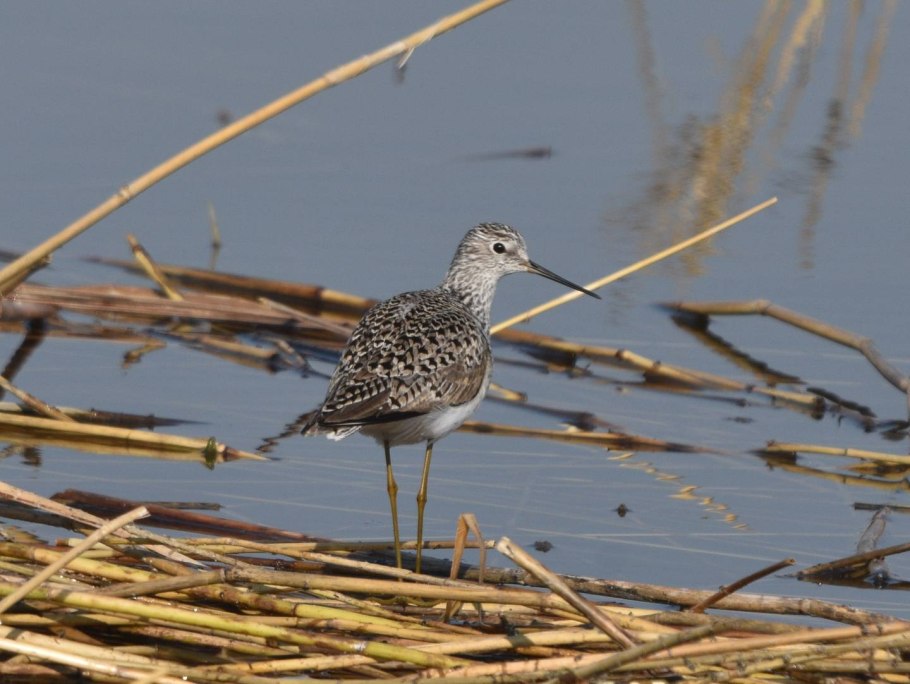 Картинка птица 2022 года