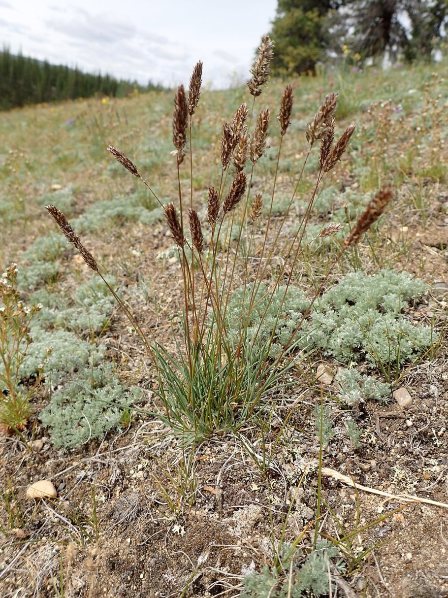 Koeleria macrantha (Prairie Junegrass)