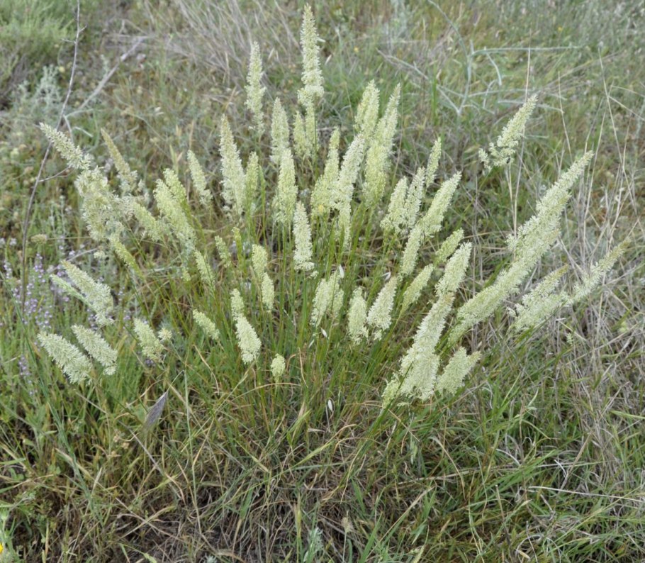 Тонконог Талиева