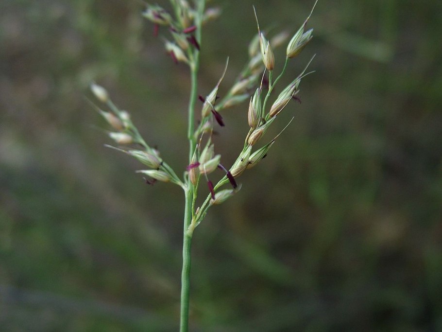 Тонконогових,