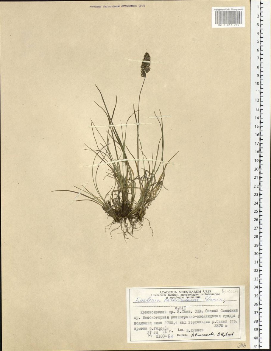 Овсяница бороздчатая Типчак