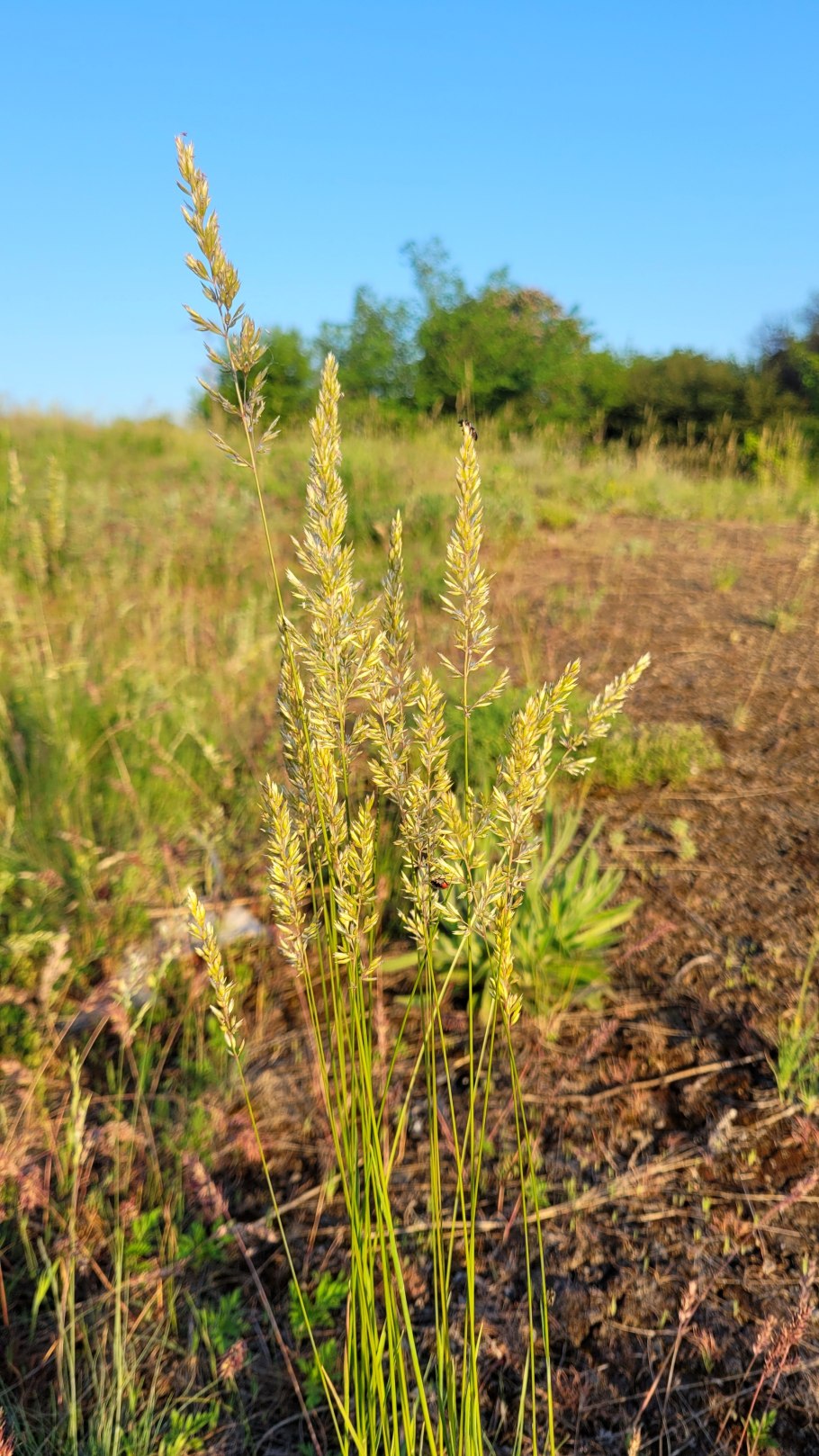 Тонконогових,