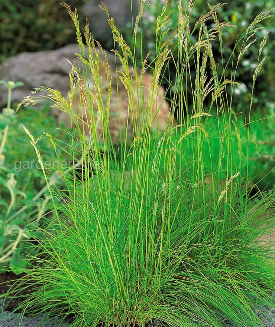 Pseudoroegneria spicata