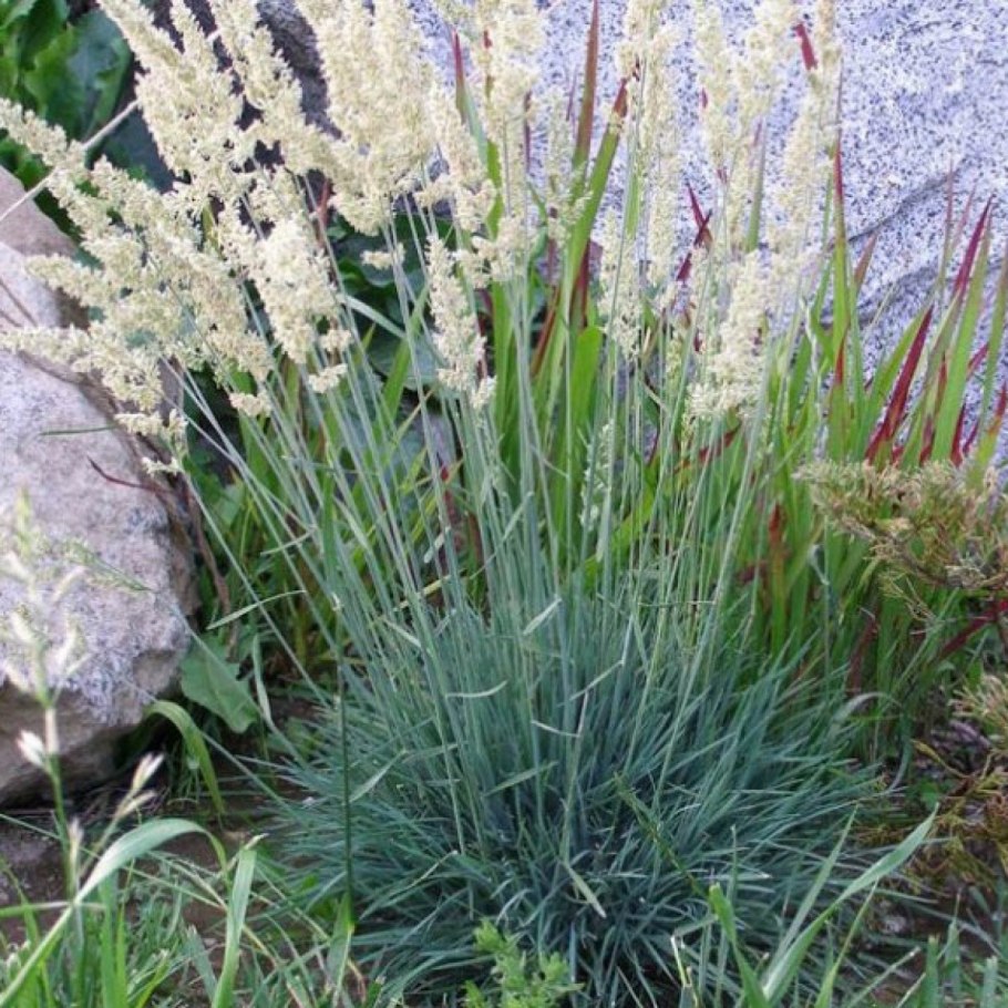 Келерия гребенчатая – Koeleria cristata (l.) pers.