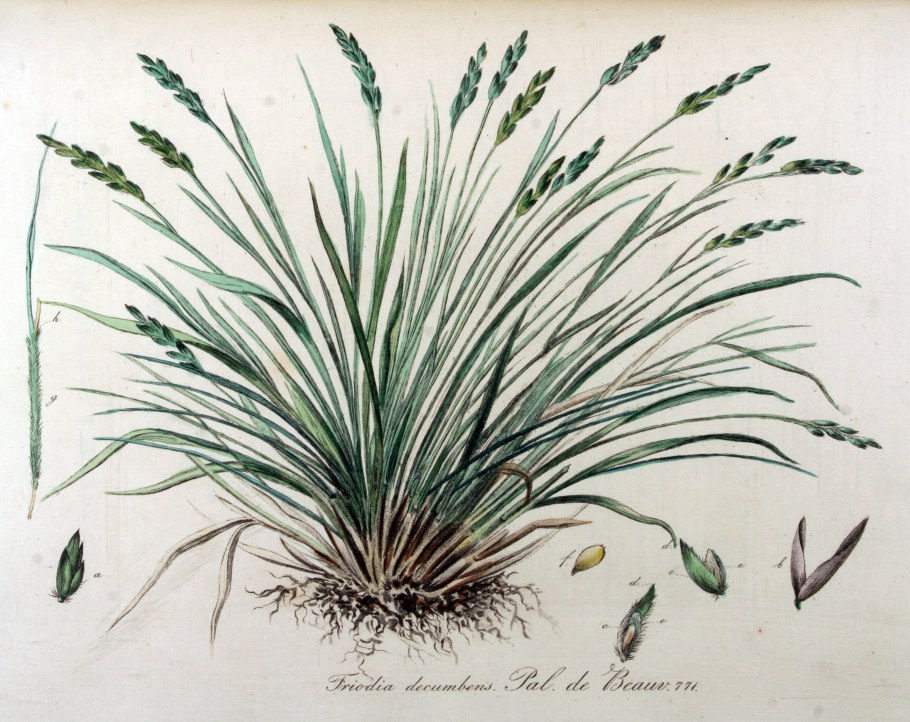 Колосняк песчаный (Leymus arenarius)