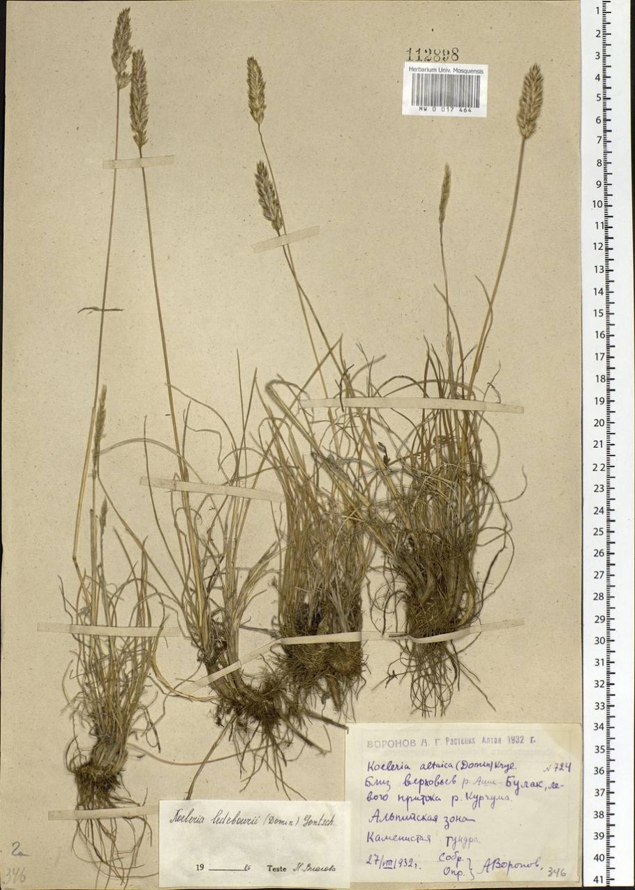 Гербарий Крылова