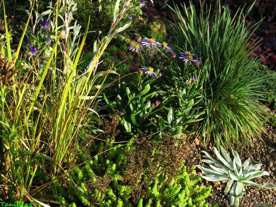 Тонконог песчаный Ботаническая иллюстрация