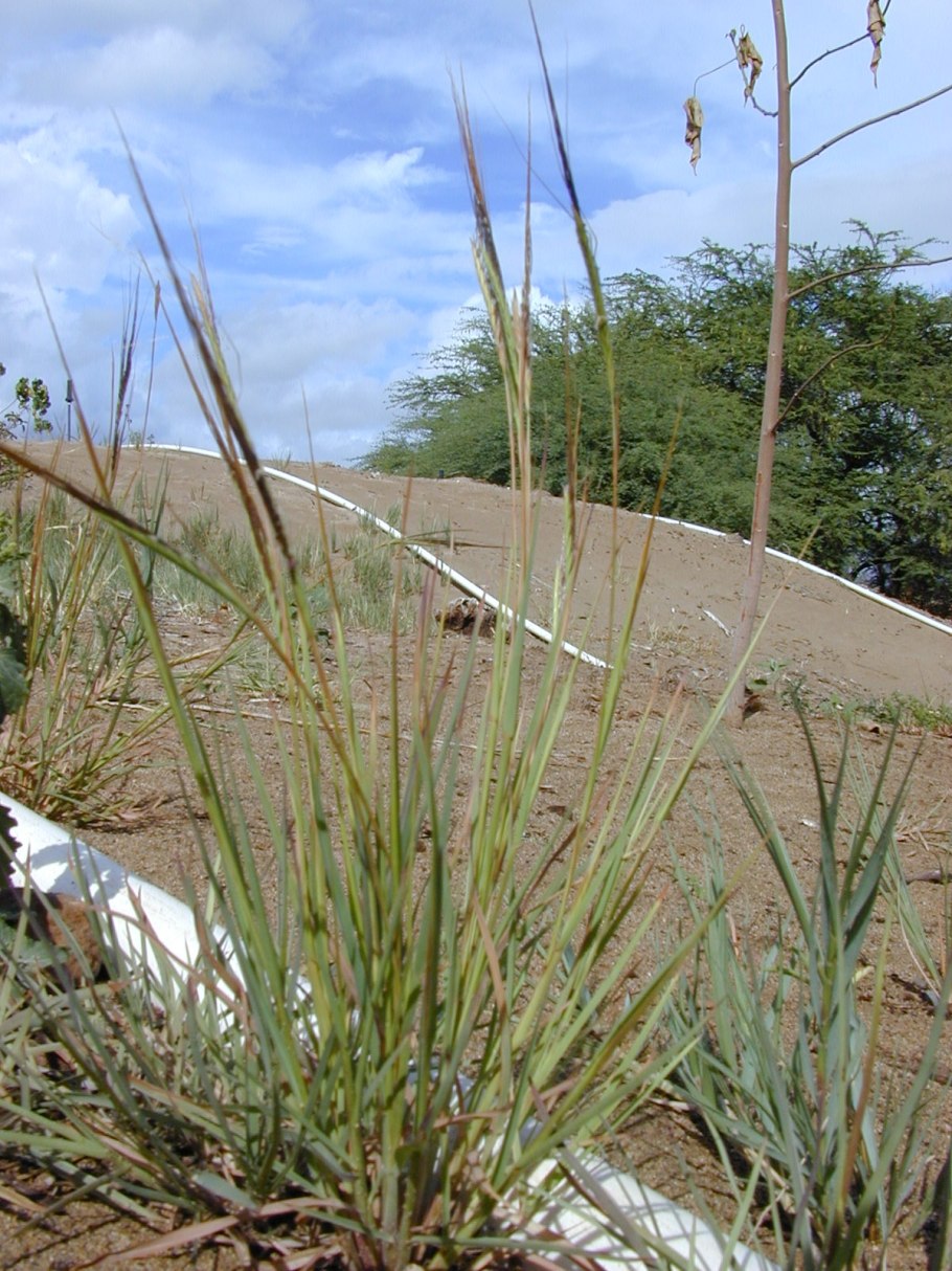 Тонконог гребенчатый