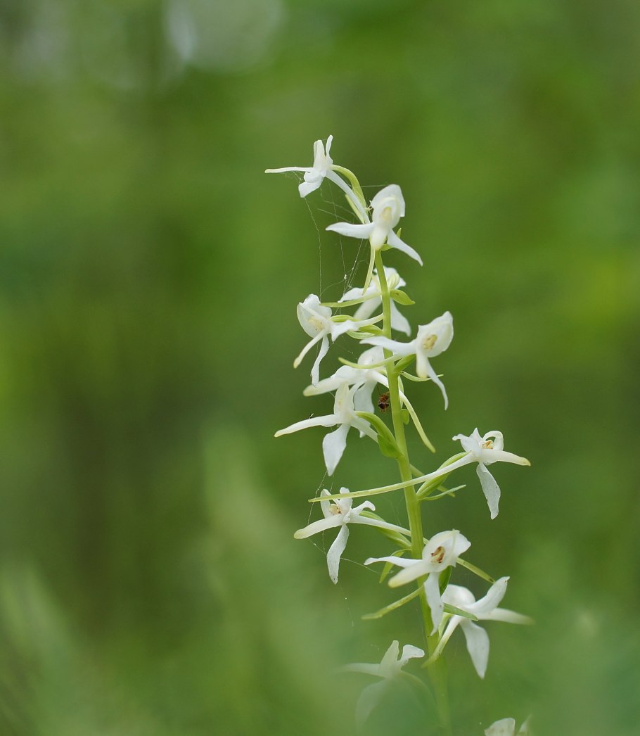 Любка двулистная (platantheia bi Folia)