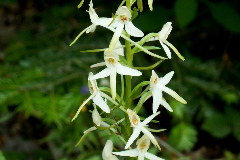 Любка двулистная (Platanthera bifolia)
