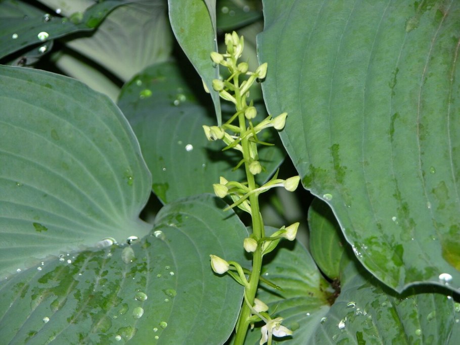 Салеп Любка двулистная