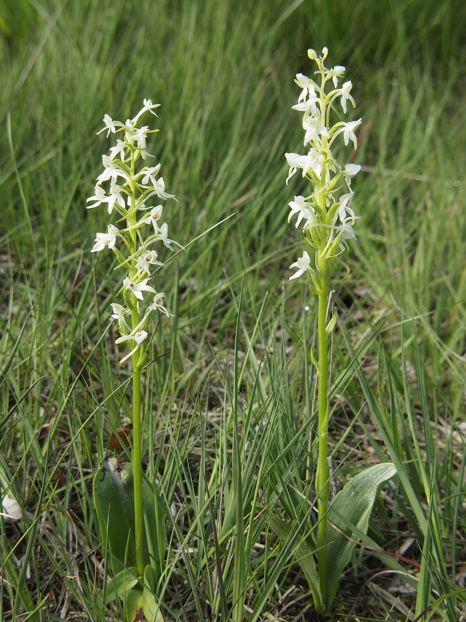 Любка зеленоцветковая — Platanthera chlorantha