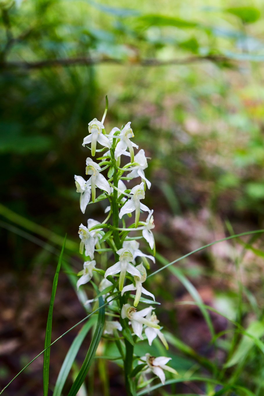 Любка двулистная