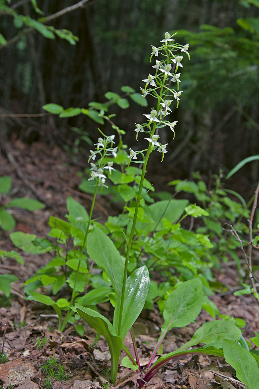 Любка двулистная