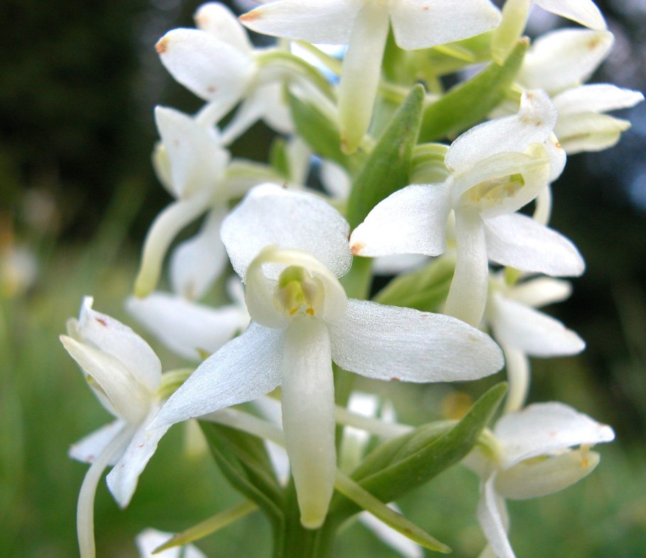 Любка двулистная