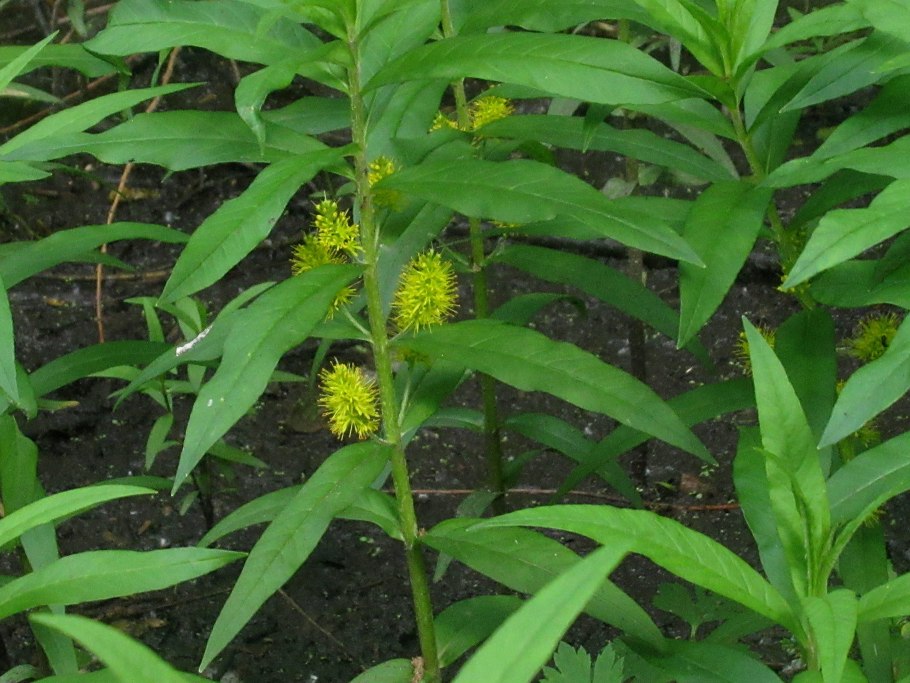 Наумбургия кистецветная