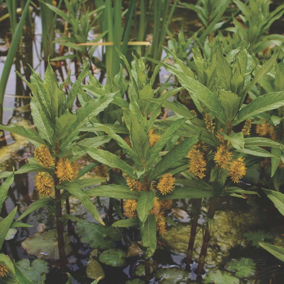 Вербейник Лизимахия